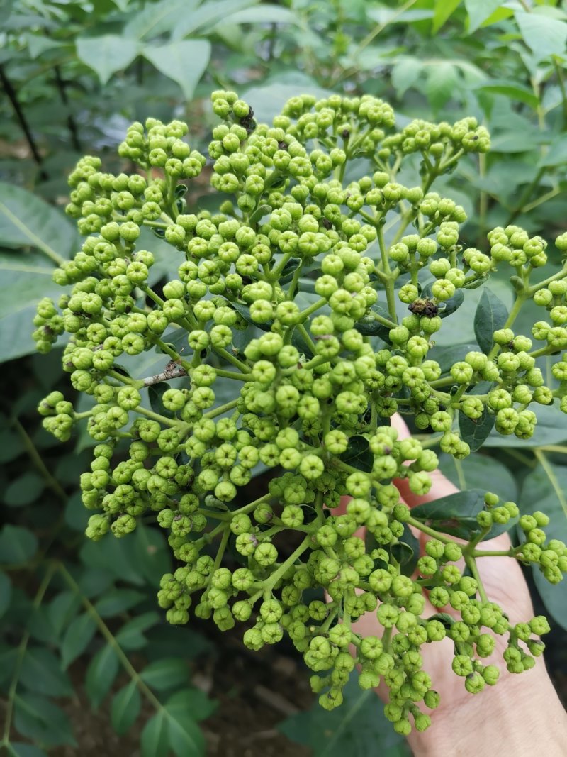 江西中花吴茱萸苗大量出售（包技术指导，回收）