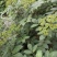 江西中花吴茱萸苗大量出售（包技术指导，回收）