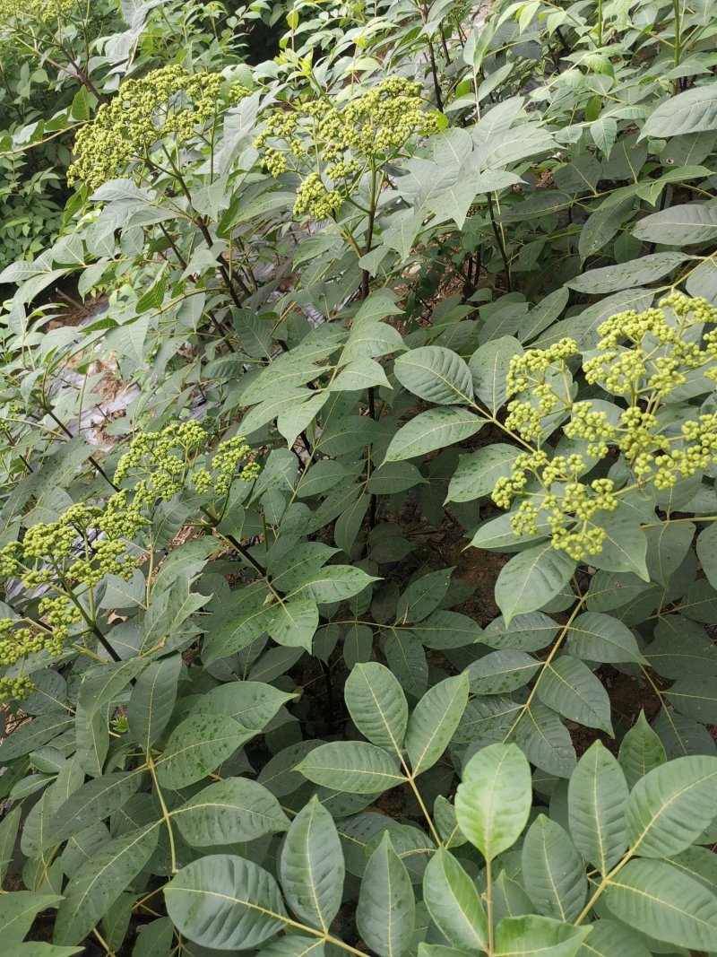 江西中花吴茱萸苗大量出售（包技术指导，回收）