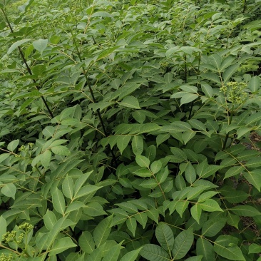 江西中花吴茱萸苗大量出售（包技术指导，回收）