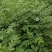 江西中花吴茱萸苗大量出售（包技术指导，回收）