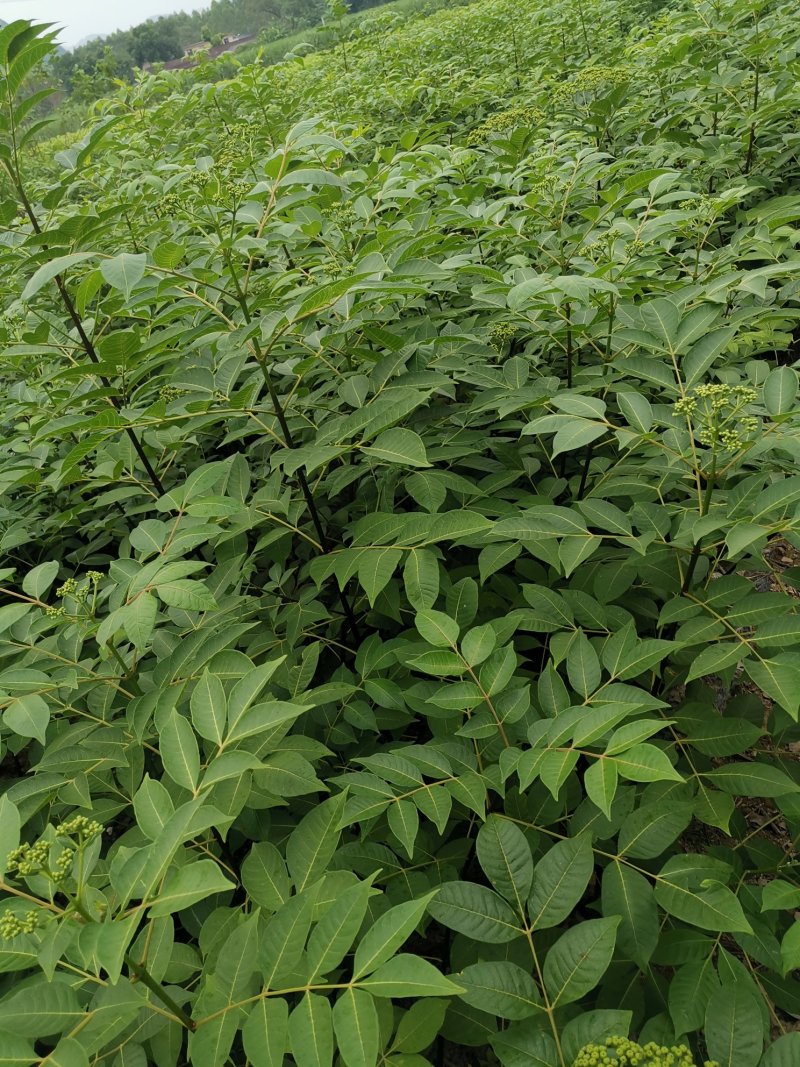 江西中花吴茱萸苗大量出售（包技术指导，回收）
