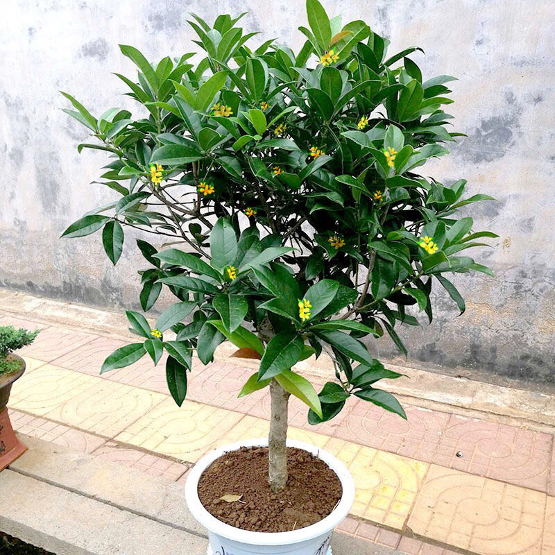 桂花树四季桂八月桂花苗沉香桂金桂庭院耐寒