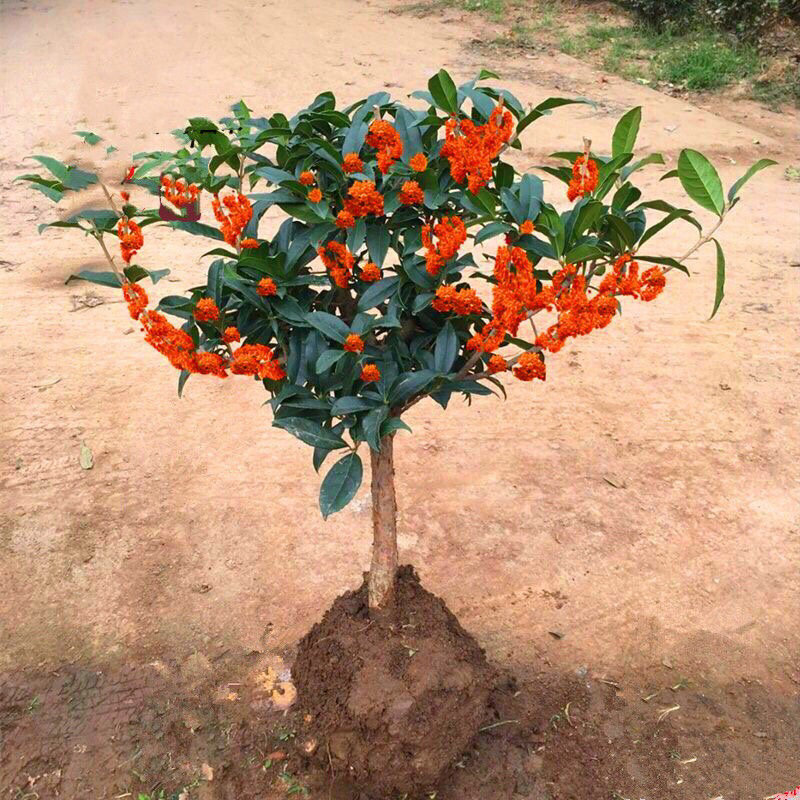 桂花树四季桂八月桂花苗沉香桂金桂庭院耐寒
