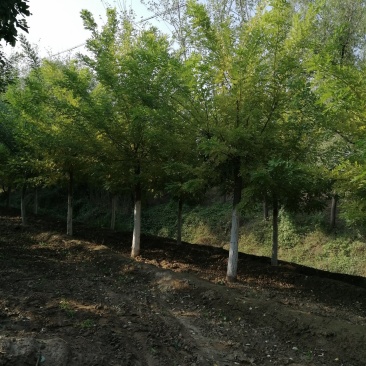 常年供6至10公分五角枫，量大，包上车，批量要货价钱可商