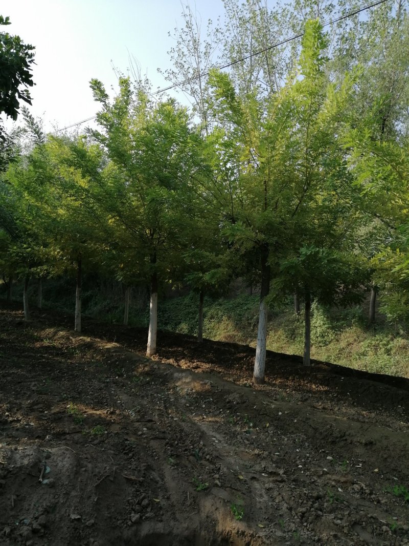 常年供6至10公分五角枫，量大，包上车，批量要货价钱可商