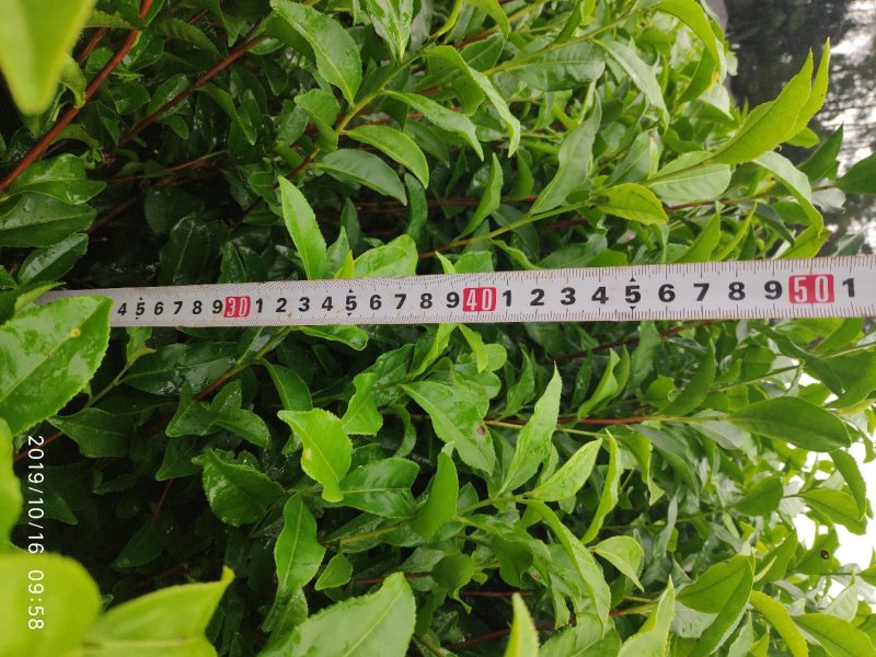 茶苗，良种茶苗