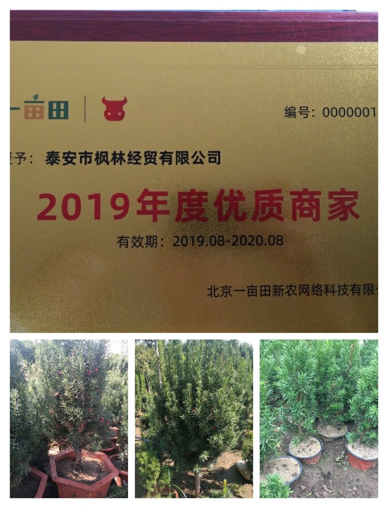 红豆杉红豆杉苗红豆杉树红豆杉小苗