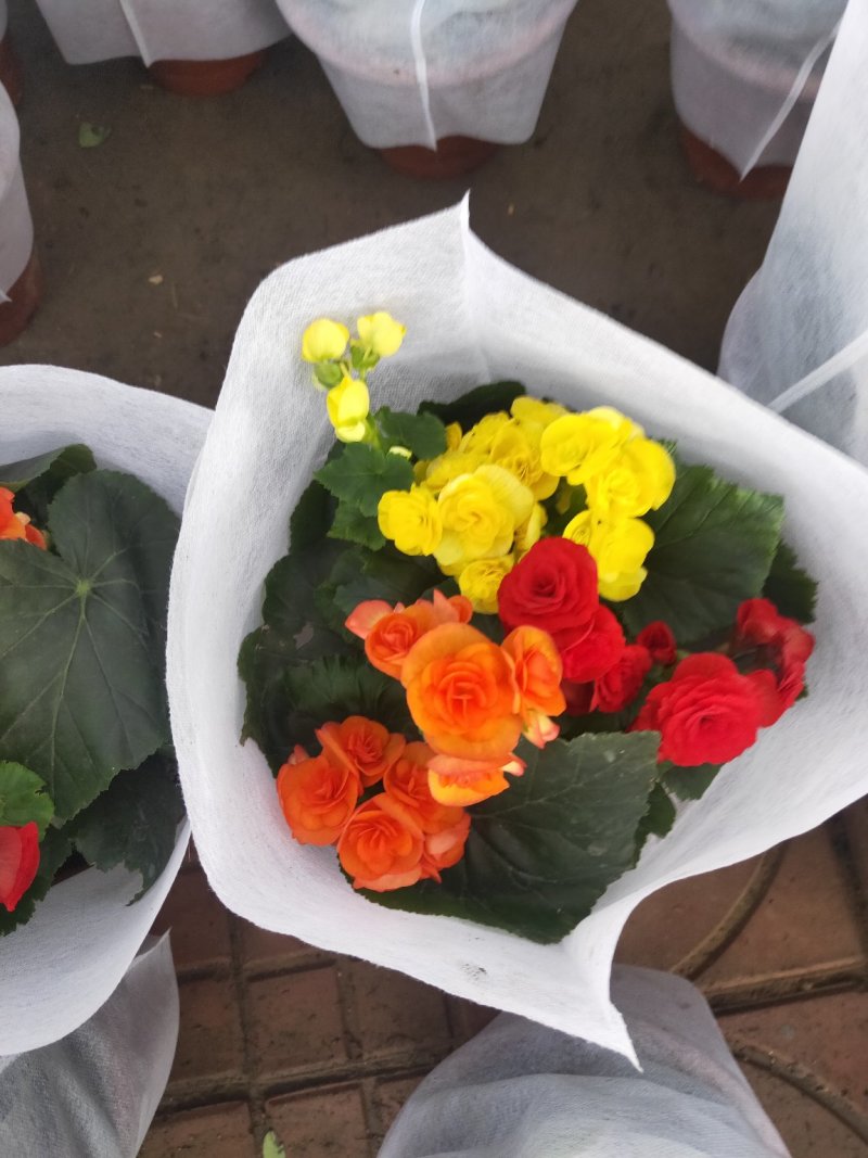 丽格海棠精品苗