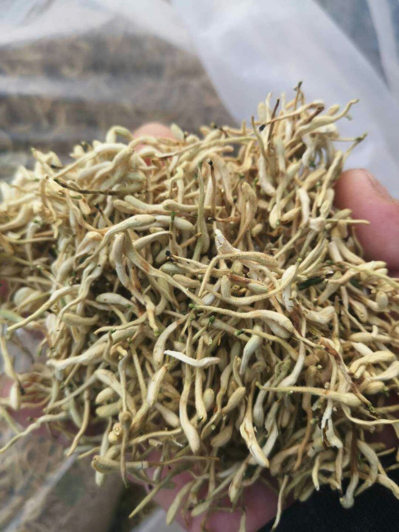 山东“金银花”干花直销供应