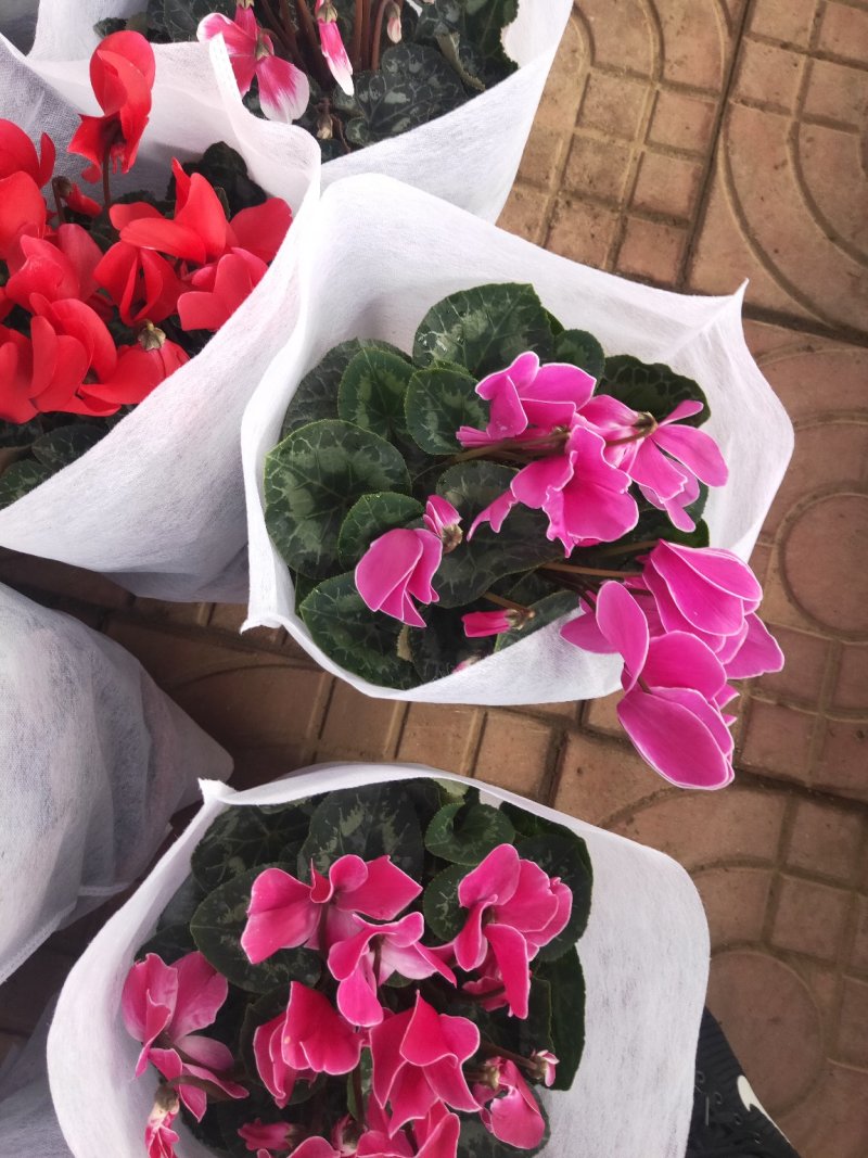 精品仙客来