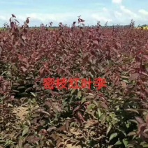 红叶李子苗