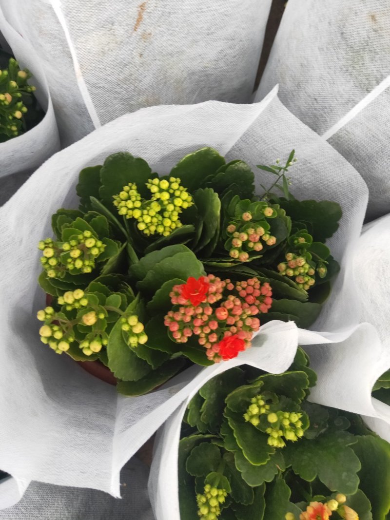 精品长寿花
