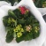 精品长寿花