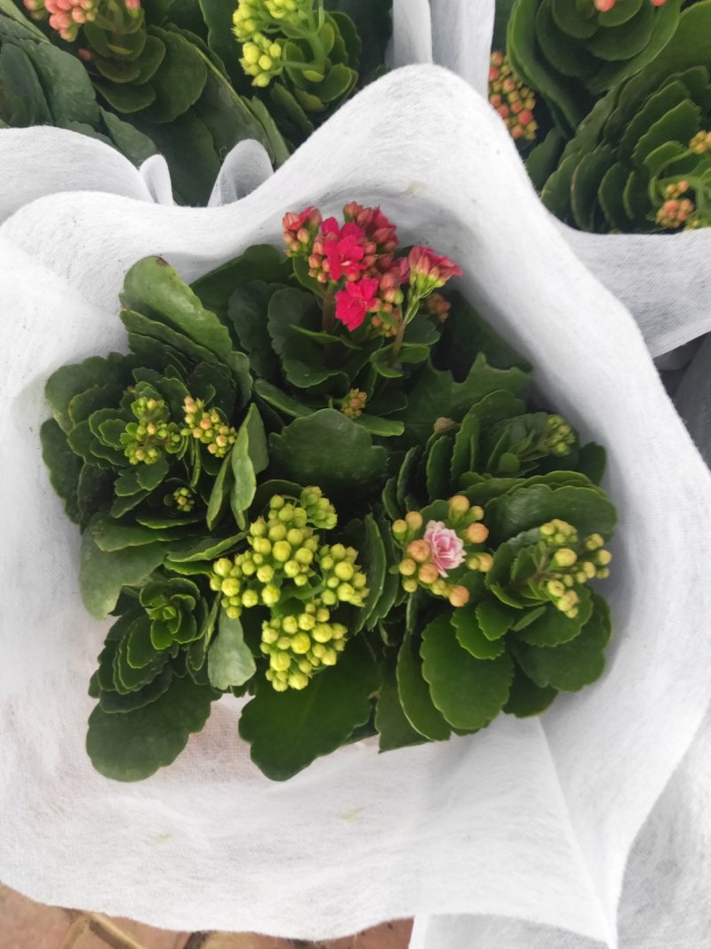 精品长寿花