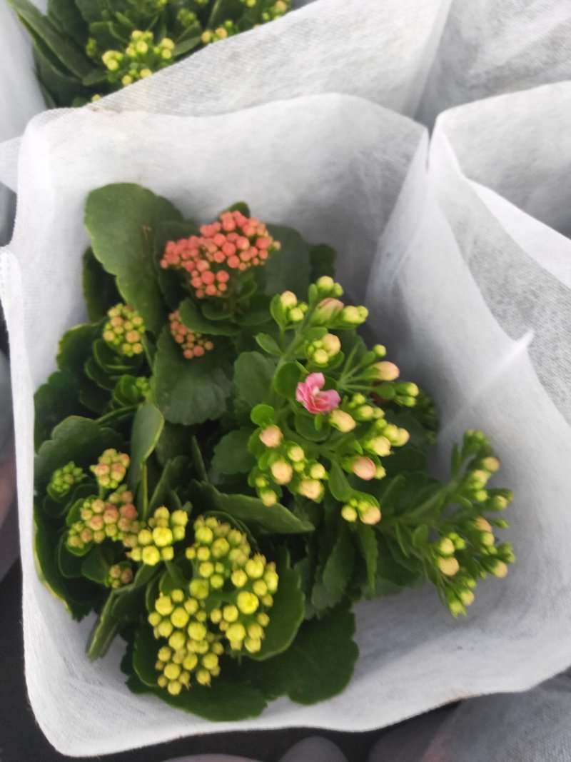 精品长寿花
