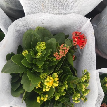 精品长寿花