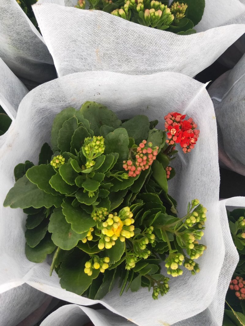 精品长寿花