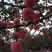 苹果🍎