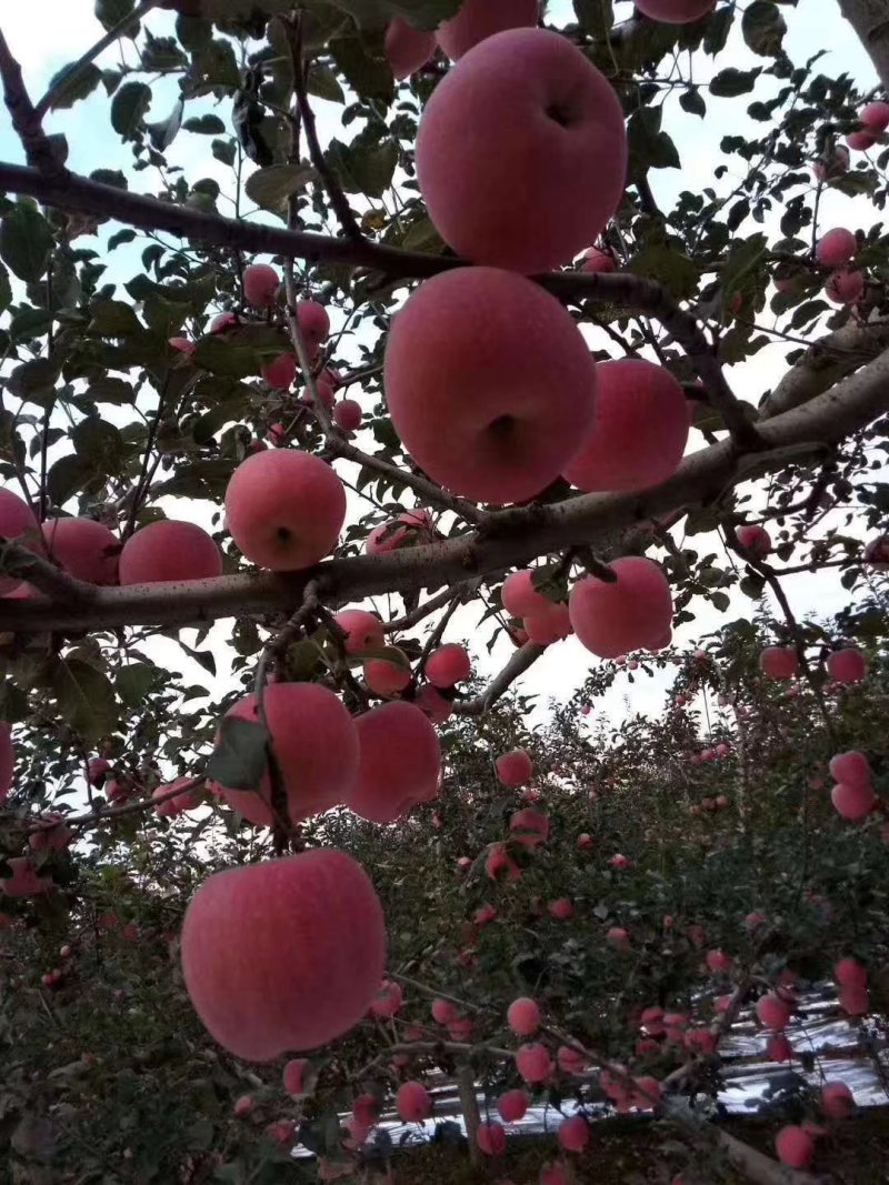 苹果🍎