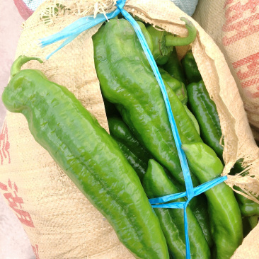 精品青椒薄皮八号青椒大青椒