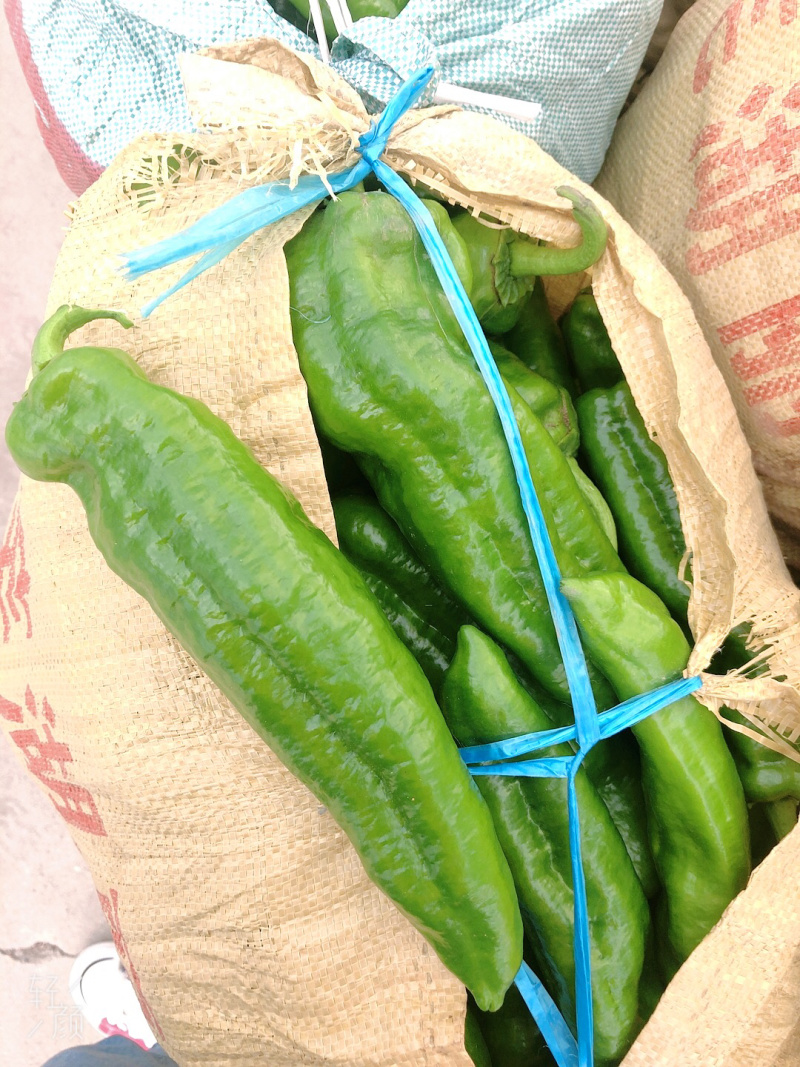 精品青椒薄皮八号青椒大青椒