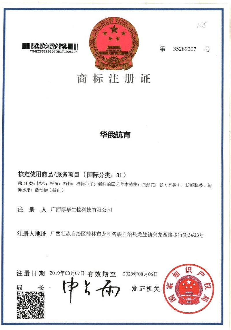 华俄航育1号九月黄软籽香甜品种~食客欢迎的好品种！
