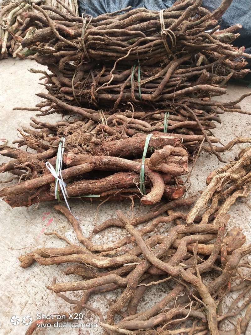 大量供应中药材，大小钻，小名黑老虎