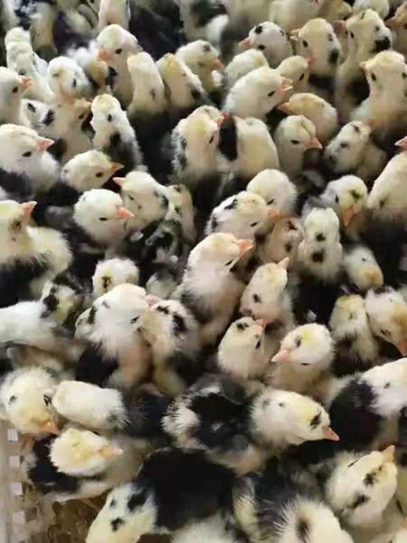 精品鸡苗孵化场直供三包服务欢迎实地看货考察