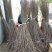 钙果苗30~50cm1年