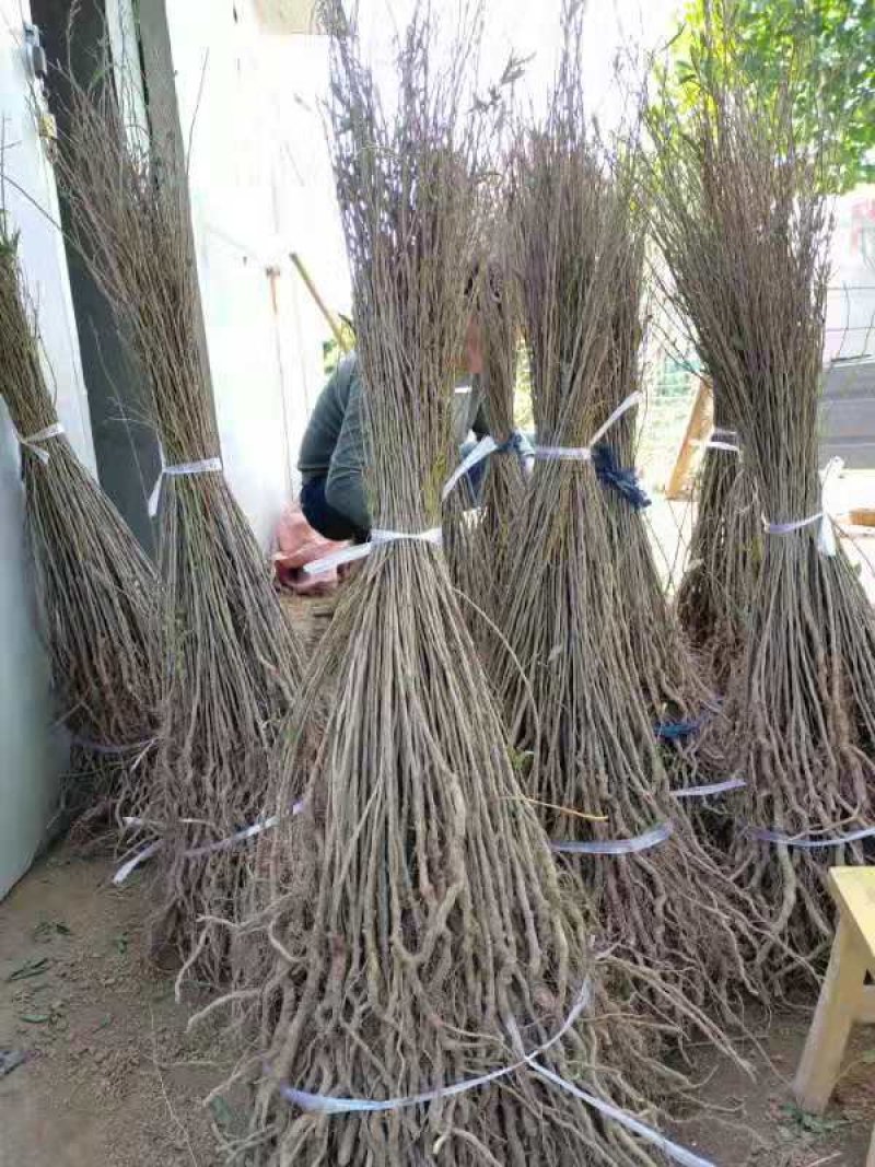 钙果苗30~50cm1年