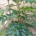 花椒苗0.5~1年
