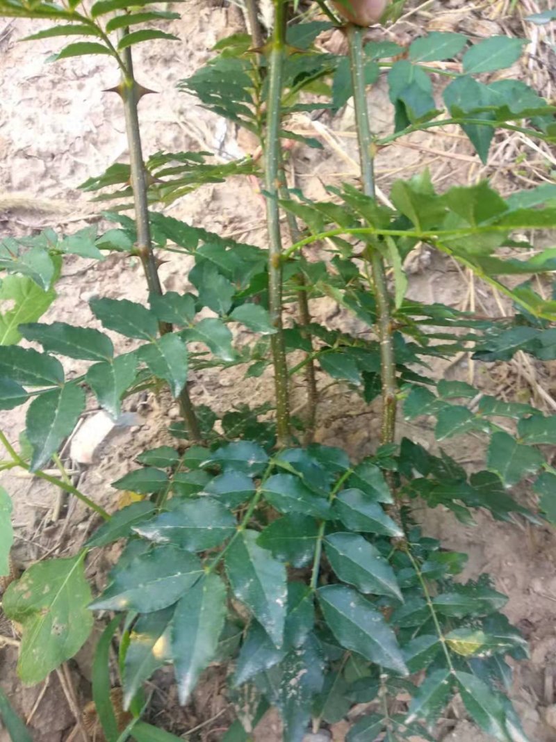 花椒苗0.5~1年