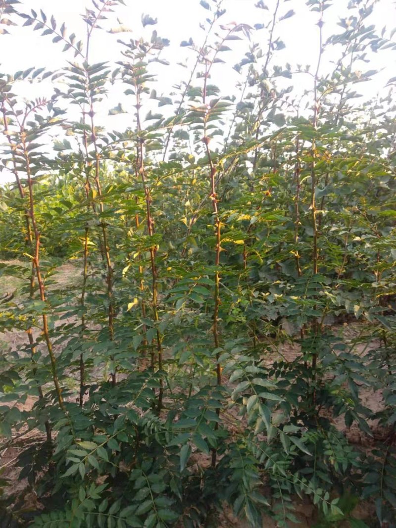 花椒苗0.5~1年