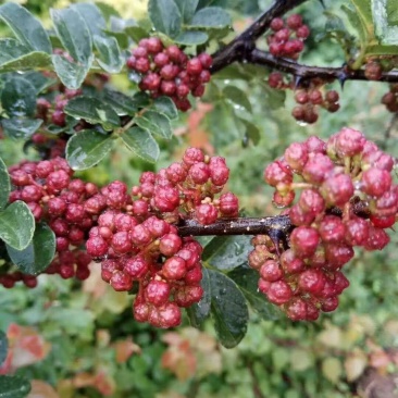 花椒苗0.5~1年