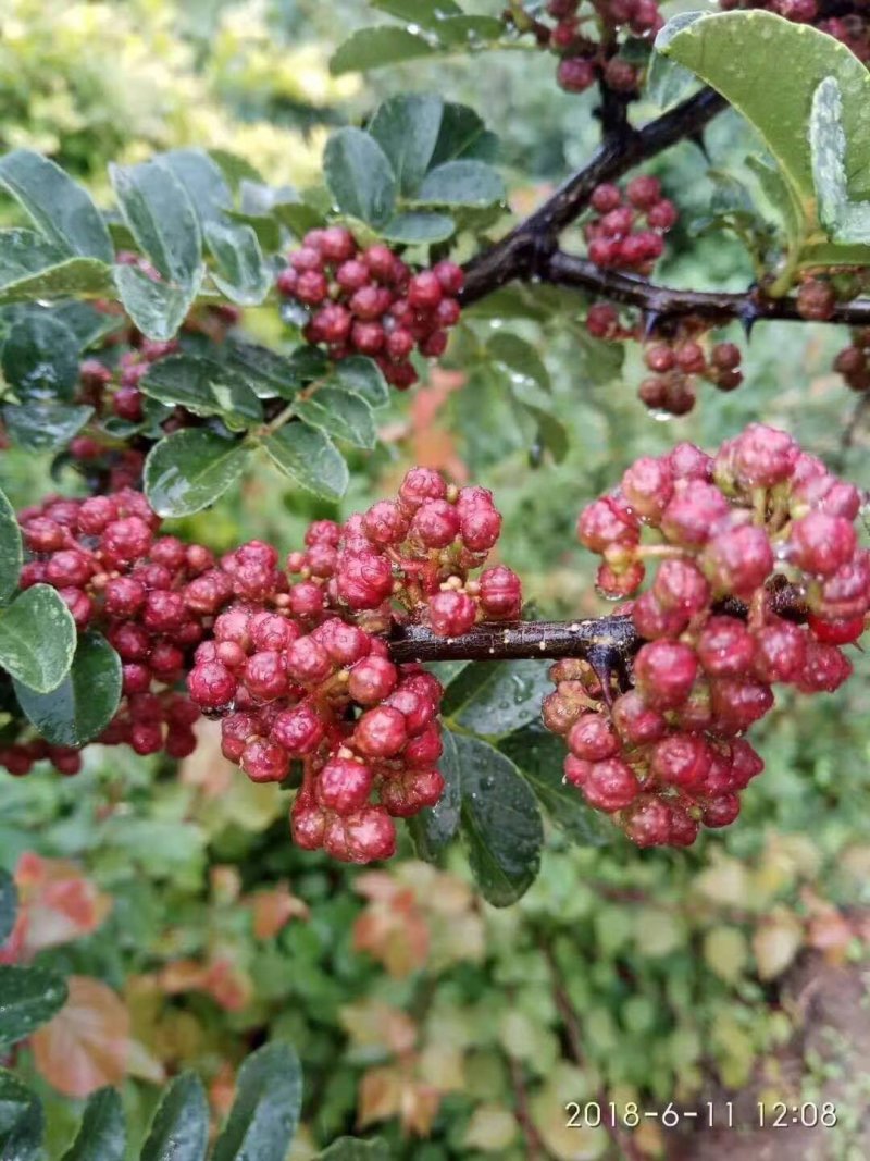 花椒苗0.5~1年