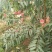 映雪红冬蜜桃