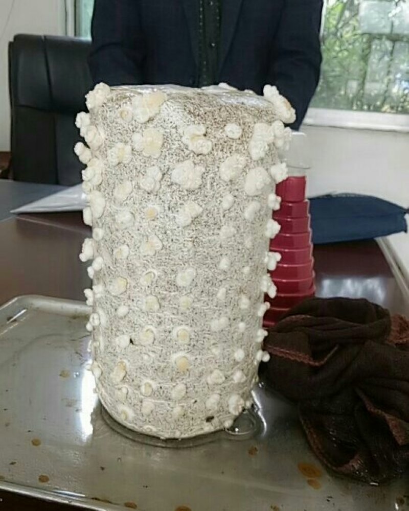 黑木耳菌包