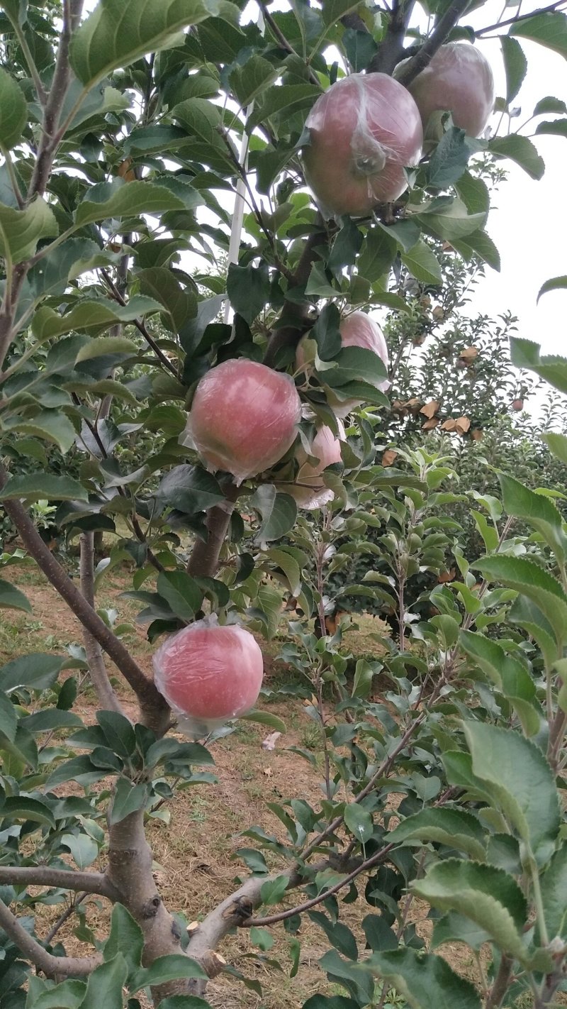 苹果