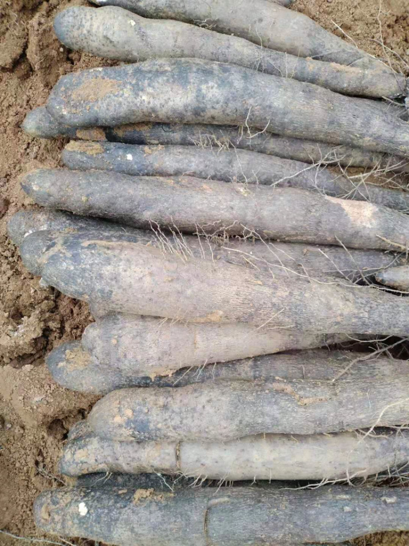 淮山山药通货很粉的。条形好