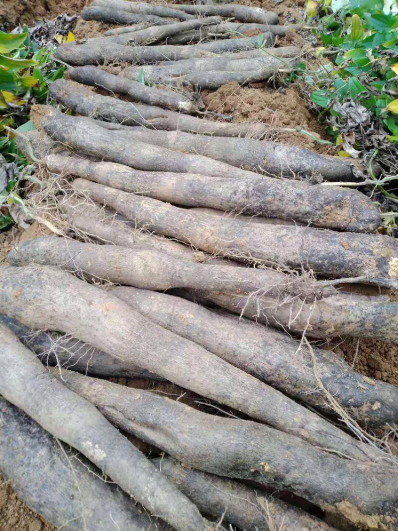 淮山山药通货很粉的。条形好