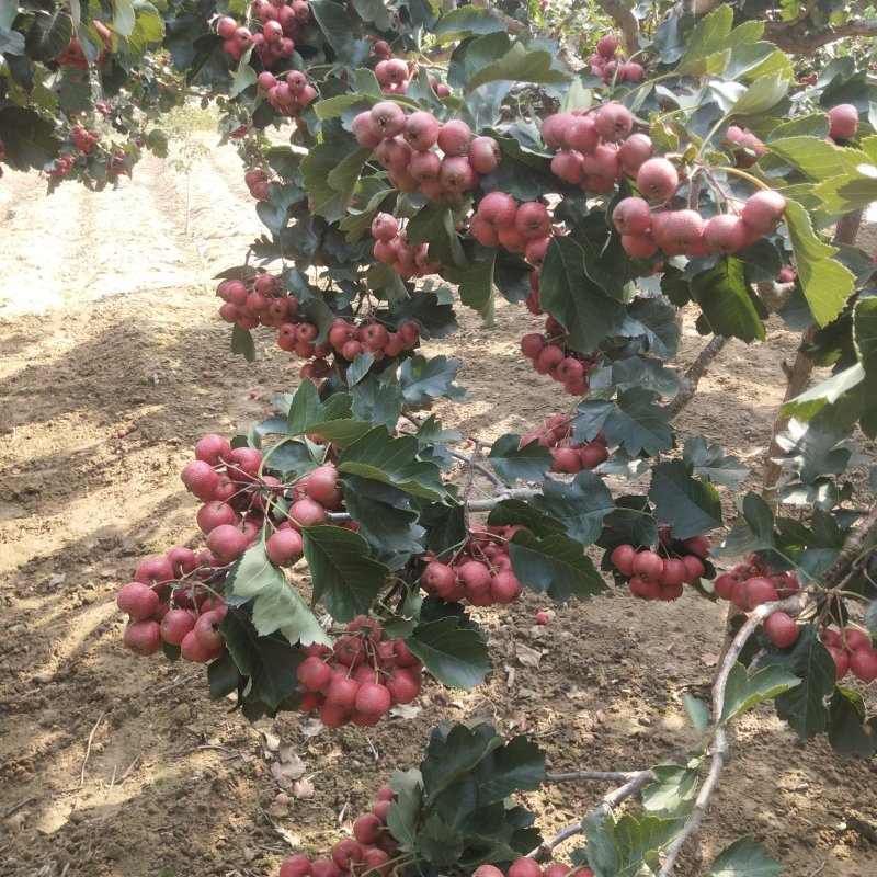 【热销】山楂大金星棉球大量上市个头大颜色好