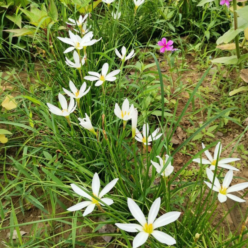 葱兰基地直销