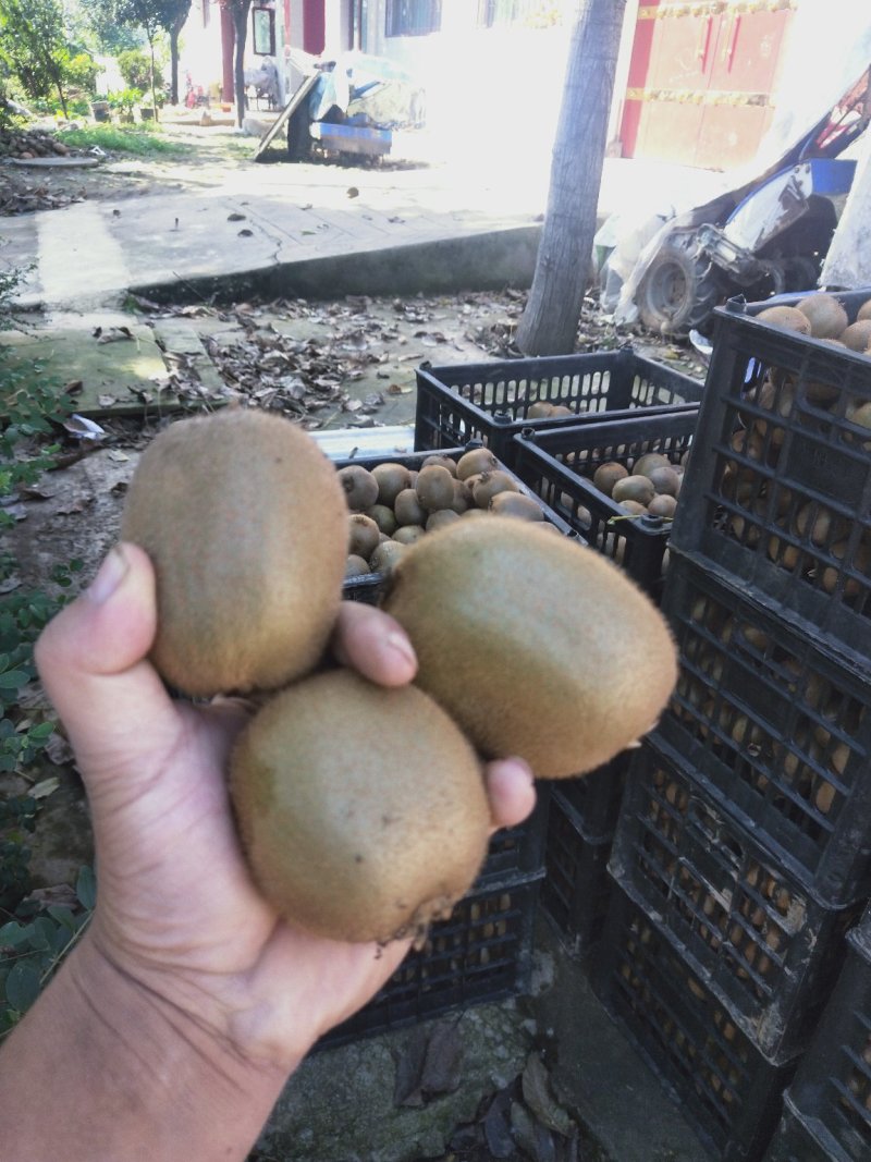 陕西猕猴桃亚特海沃德新鲜上市啦大量有货欢迎下单
