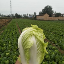 夏阳白菜