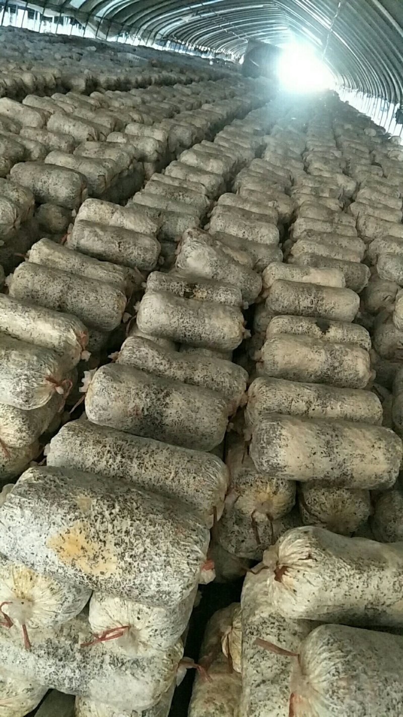 广温平菇出菇菌棒