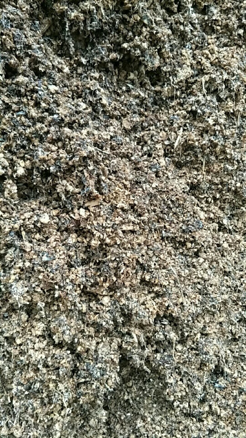 广温平菇出菇菌棒