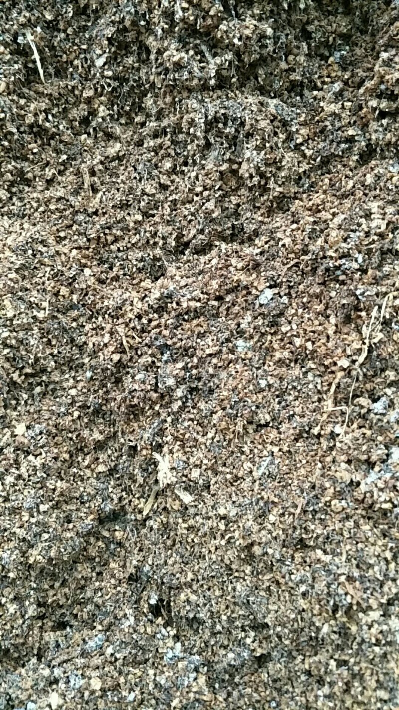 广温平菇出菇菌棒