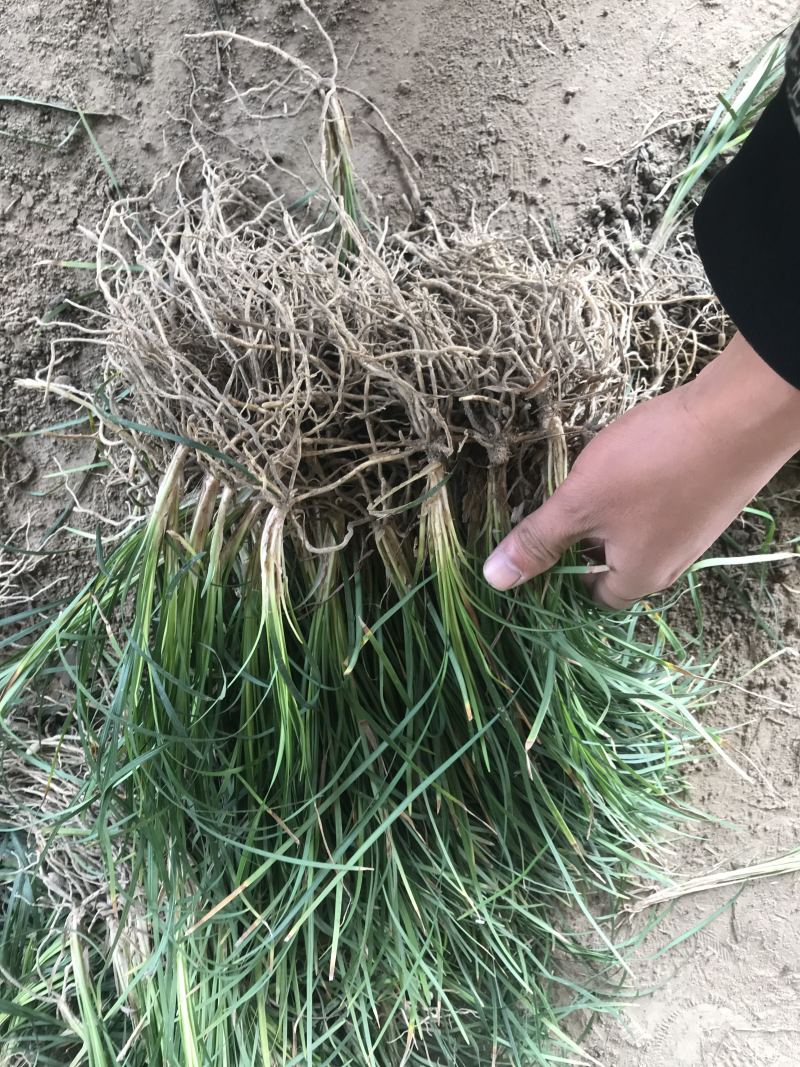 细叶麦冬中叶麦冬兰花三七基地直销..