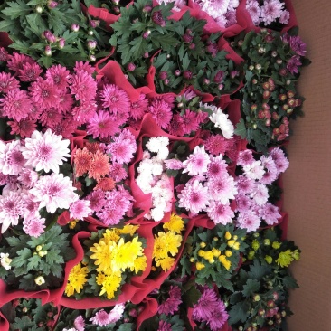 荷兰菊